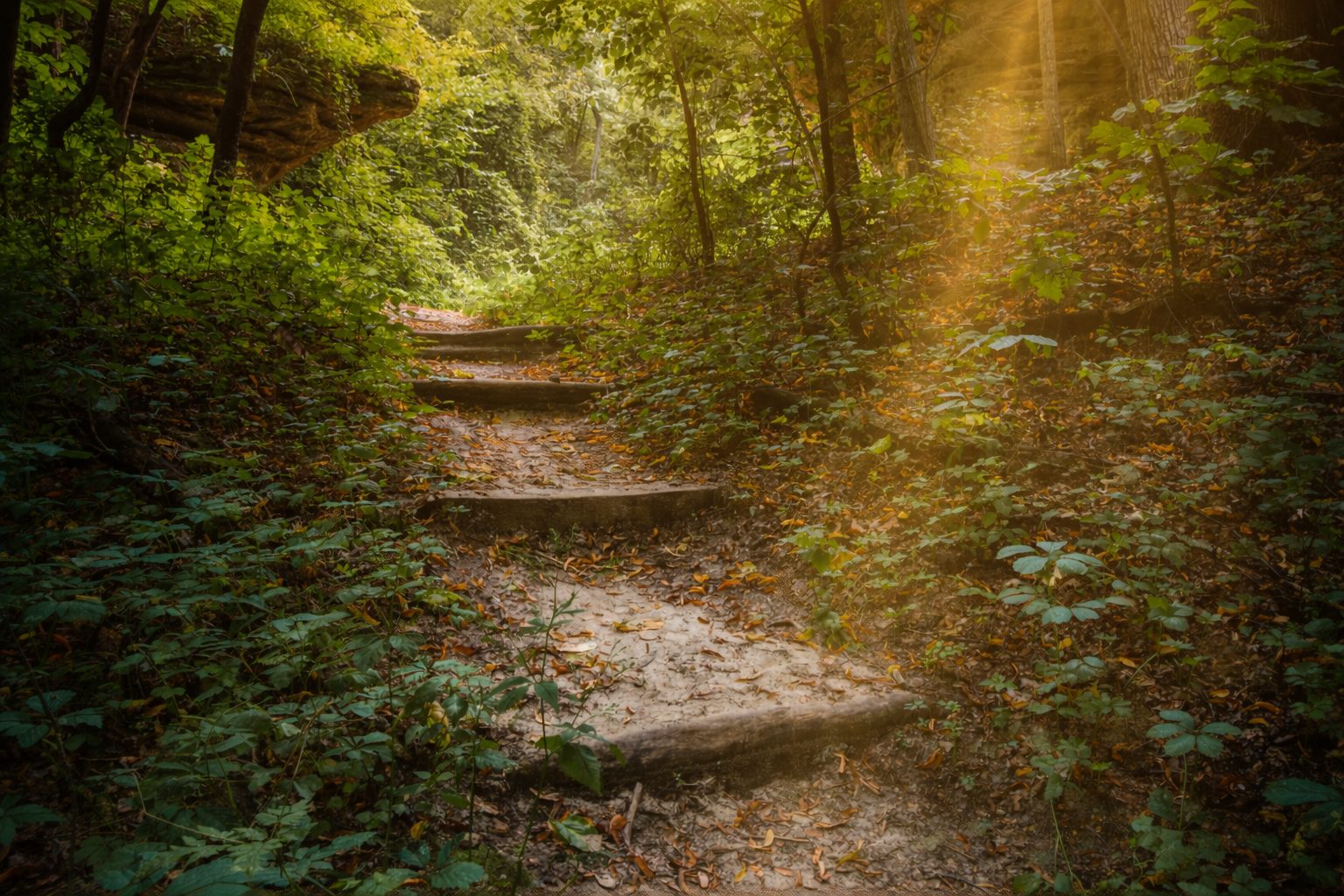 Creative Greens natural forest pathway